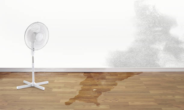 Best Water damage restoration near me  in Apollo Beach, FL